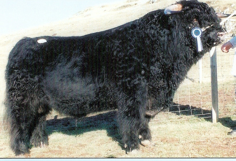 Black Highland Bull Genetics at Ennerdale Highland Cattle