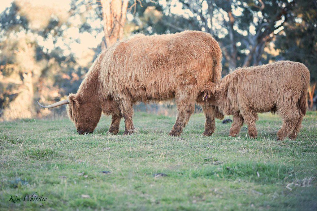 Ennerdale Highland Cattle - Highland Cattle for sale Australia