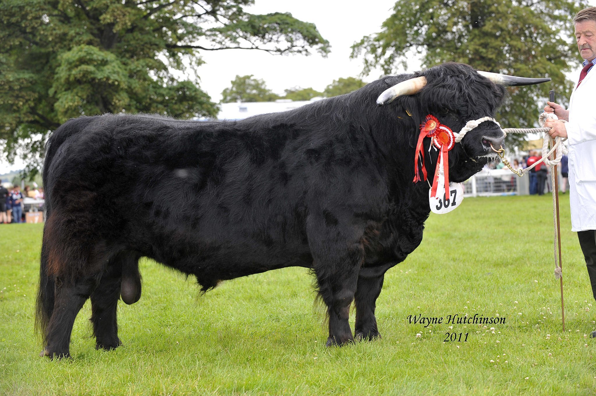 Ennerdale Highland Cattle - Artificial Insemination