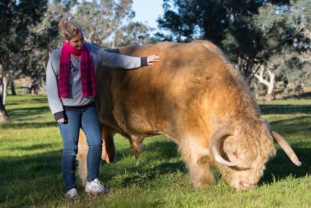 Ennerdale Highland Cattle Australia