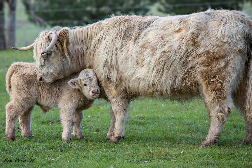 Ennerdale Highland Cattle - Cattle Ownership