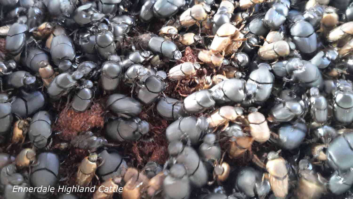 Ennerdale Highland Cattle - Dung Beetles