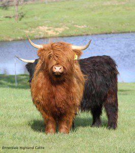 Ennerdale Highland Cattlea