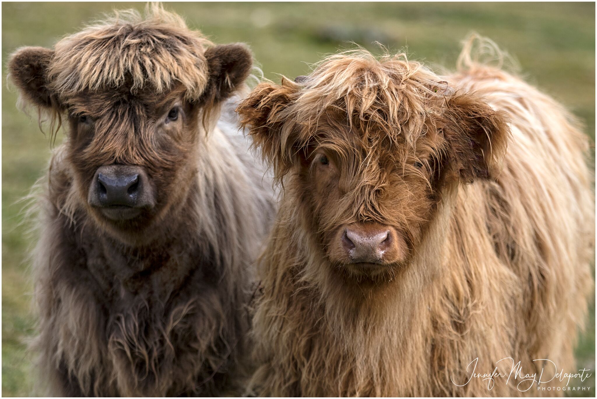 Gestation Calculator » Ennerdale Highland Cattle