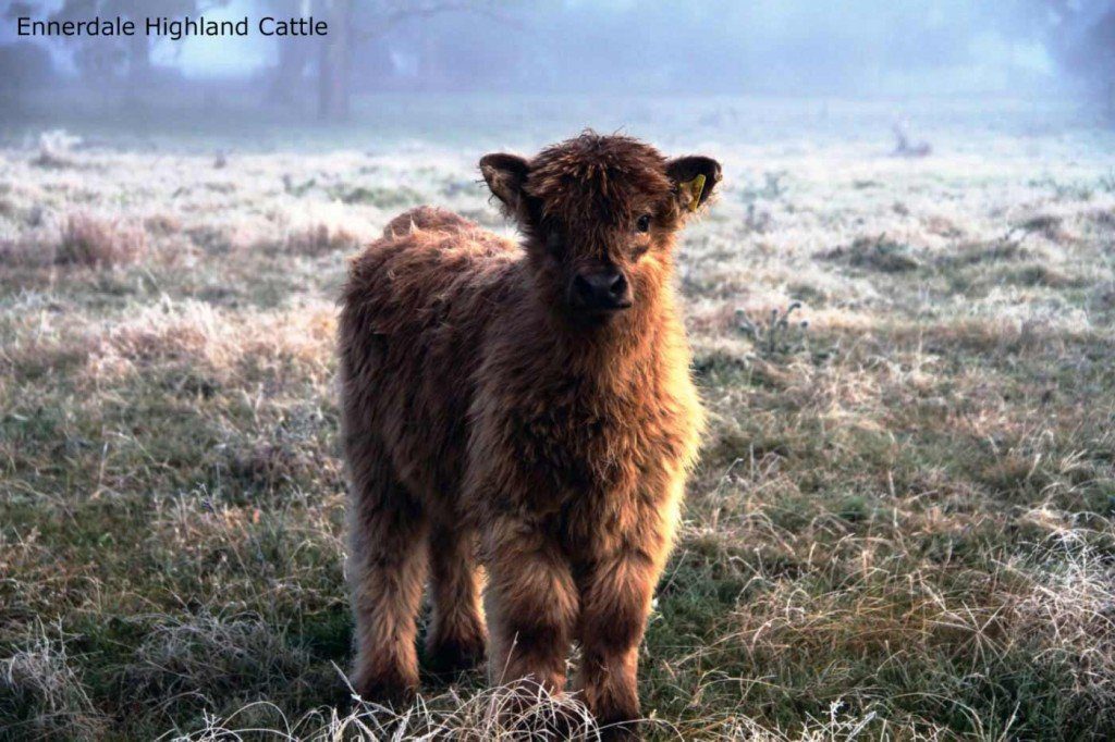 Ennerdale Highland Cattle - Scottish Gaelic Names for Cattle
