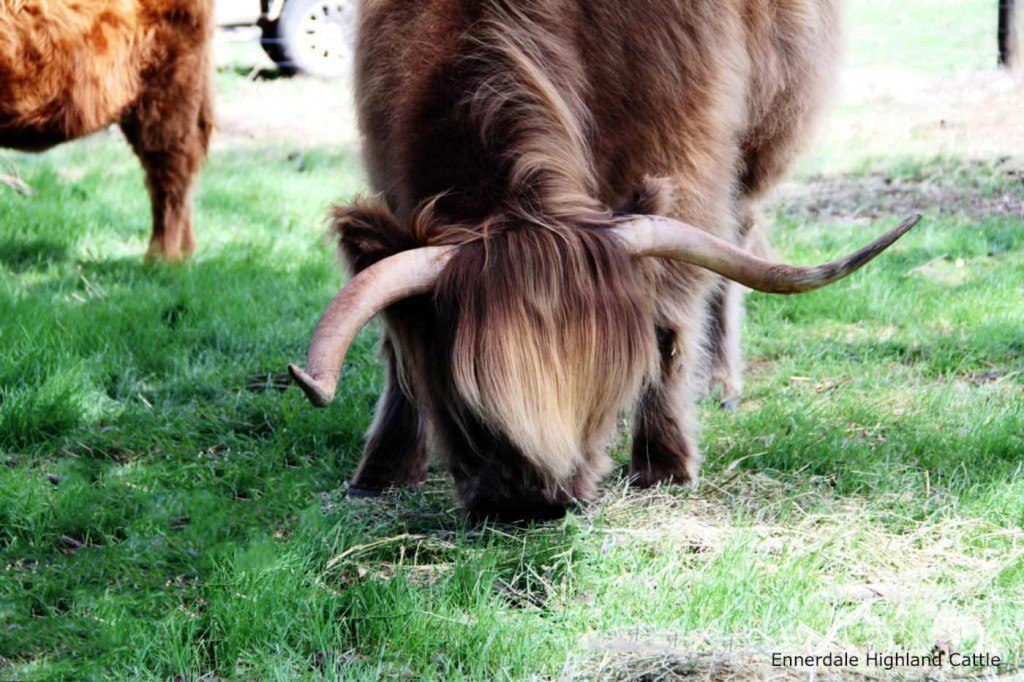 Ennerdale Highland Cattle - The Ennerdale Advantage