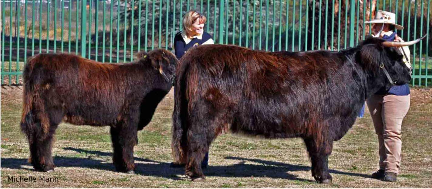 Ennerdale Highland Cattle - Home of Champions