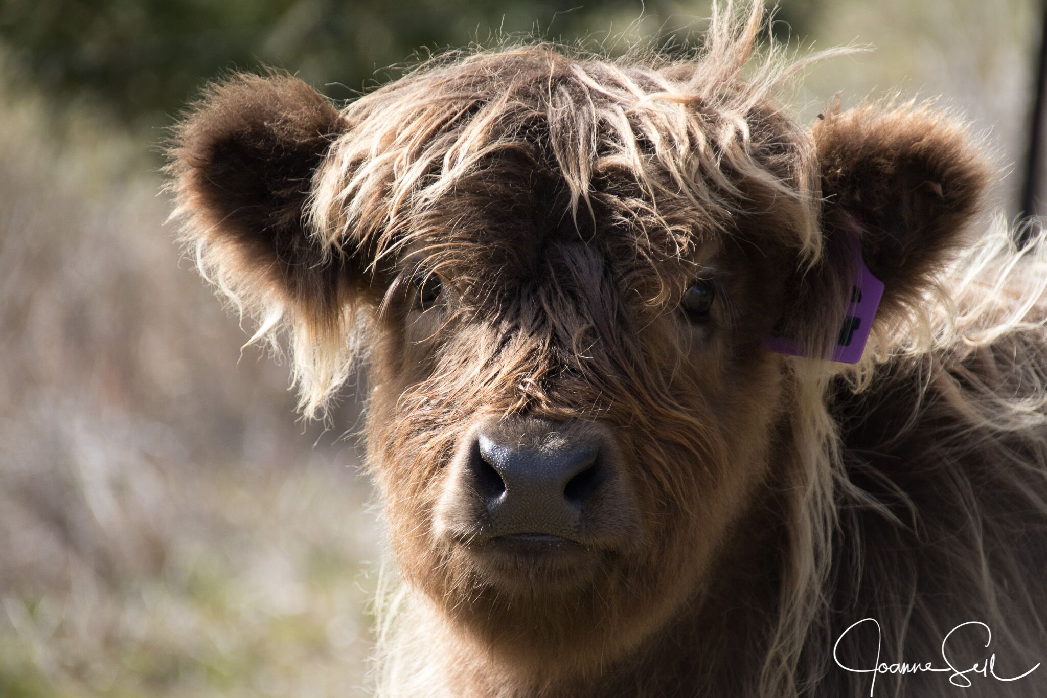 Gestation Calculator » Ennerdale Highland Cattle