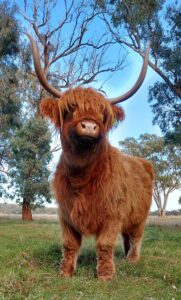 Ennerdale Highland Cattlea