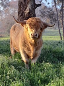 Ennerdale Highland Cattle
